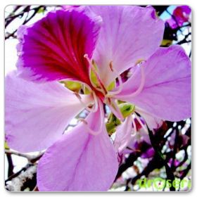 Drzewo storczykowe, bauhinia pstra (Bauhinia variegata)